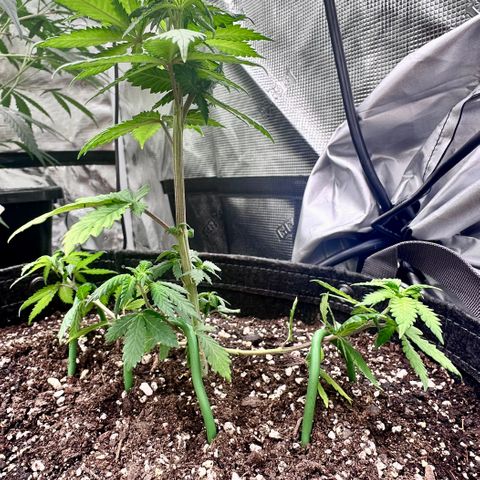 Jack the Ripper #5 growlog timeline photo