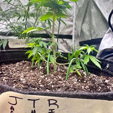 Jack the Ripper #5 growlog timeline photo