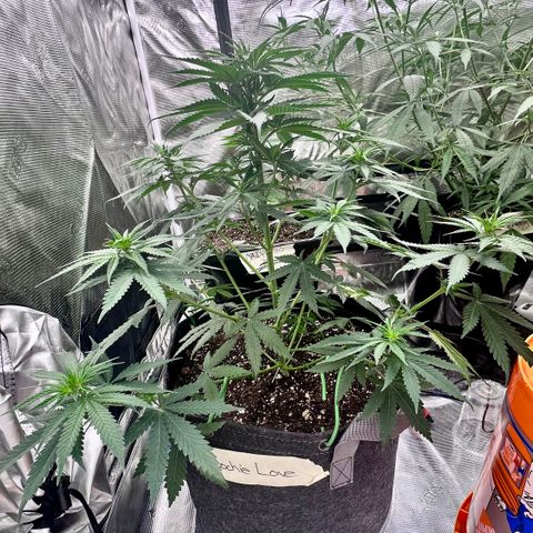 Poochie Love growlog timeline photo