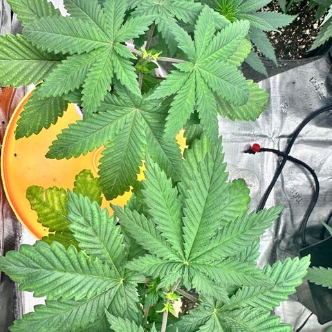 Candylicious growlog timeline photo