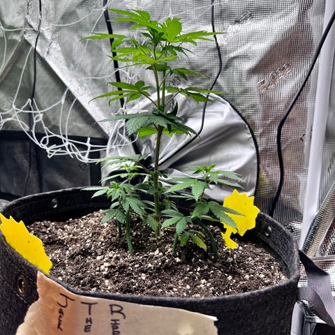 Jack the Ripper #5 growlog photo: I believe i stunted this one. We’ll see how she had a sulfur deficiency before being transplanted I’ve since fed her some cal mag and she’s looking better. 