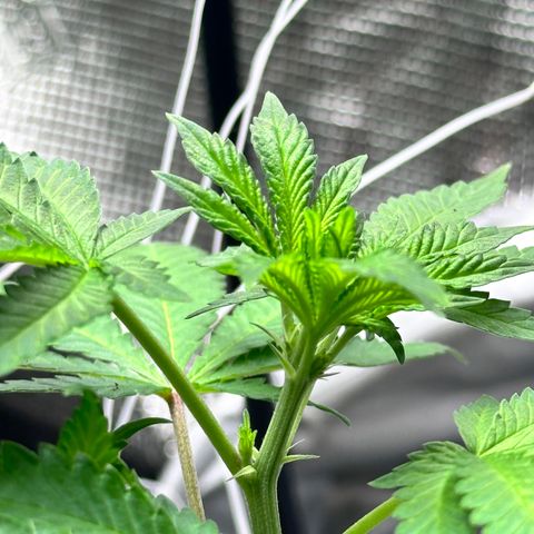 Jack the Ripper #5 growlog photo: I believe i stunted this one. We’ll see how she had a sulfur deficiency before being transplanted I’ve since fed her some cal mag and she’s looking better. 