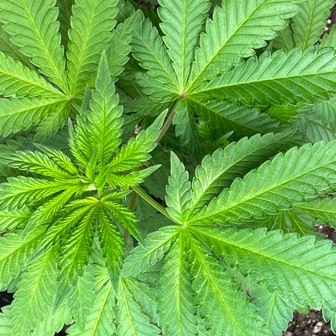 Jack the Ripper #5 growlog photo: I believe i stunted this one. We’ll see how she had a sulfur deficiency before being transplanted I’ve since fed her some cal mag and she’s looking better. 