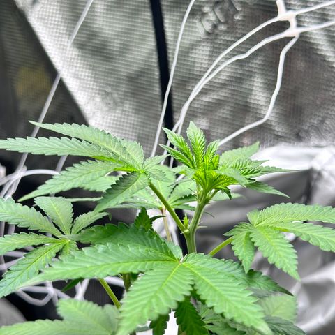 Jack the Ripper #5 growlog photo: I believe i stunted this one. We’ll see how she had a sulfur deficiency before being transplanted I’ve since fed her some cal mag and she’s looking better. 