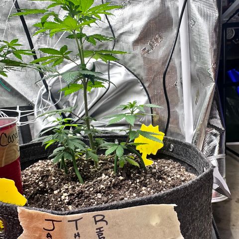 Jack the Ripper #5 growlog photo: I believe i stunted this one. We’ll see how she had a sulfur deficiency before being transplanted I’ve since fed her some cal mag and she’s looking better. 