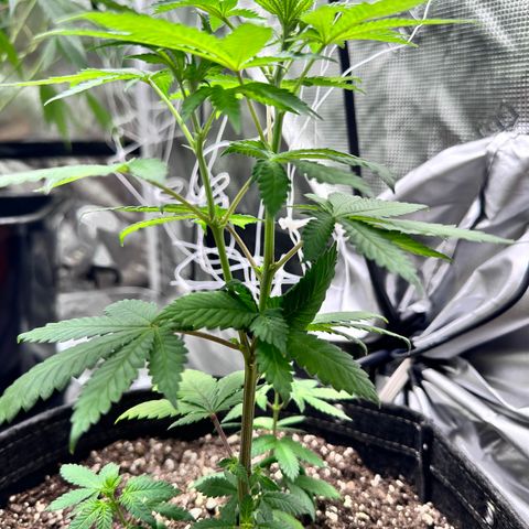 Jack the Ripper #5 growlog photo: I believe i stunted this one. We’ll see how she had a sulfur deficiency before being transplanted I’ve since fed her some cal mag and she’s looking better. 
