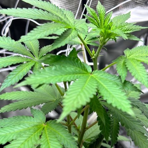 Jack the Ripper #5 growlog photo: I believe i stunted this one. We’ll see how she had a sulfur deficiency before being transplanted I’ve since fed her some cal mag and she’s looking better. 