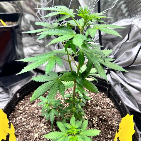 Jack the Ripper #5 growlog photo: I believe i stunted this one. We’ll see how she had a sulfur deficiency before being transplanted I’ve since fed her some cal mag and she’s looking better. 