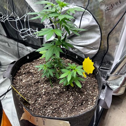 Jack the Ripper #5 growlog photo: I believe i stunted this one. We’ll see how she had a sulfur deficiency before being transplanted I’ve since fed her some cal mag and she’s looking better. 