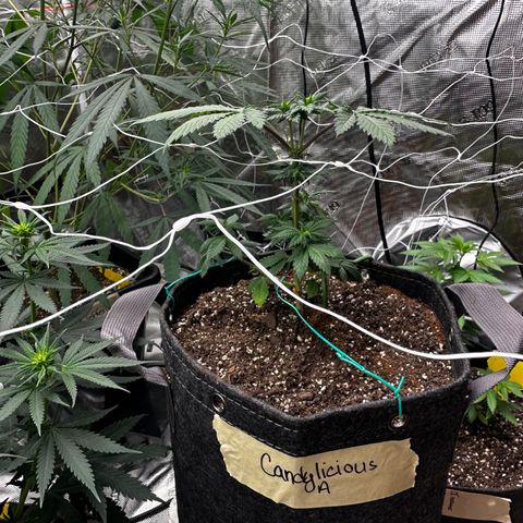 Candylicious growlog timeline photo