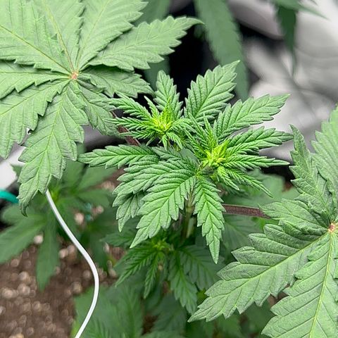 Candylicious growlog timeline photo