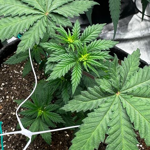 Candylicious growlog timeline photo