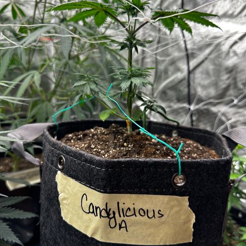 Candylicious growlog timeline photo
