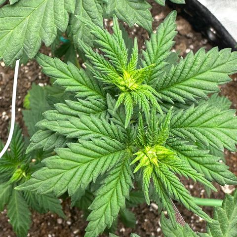 Candylicious growlog timeline photo