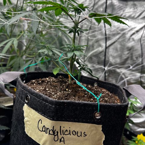 Candylicious growlog timeline photo