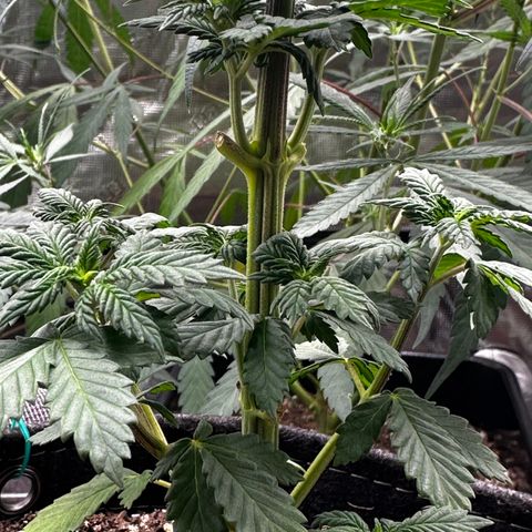 Candylicious growlog timeline photo