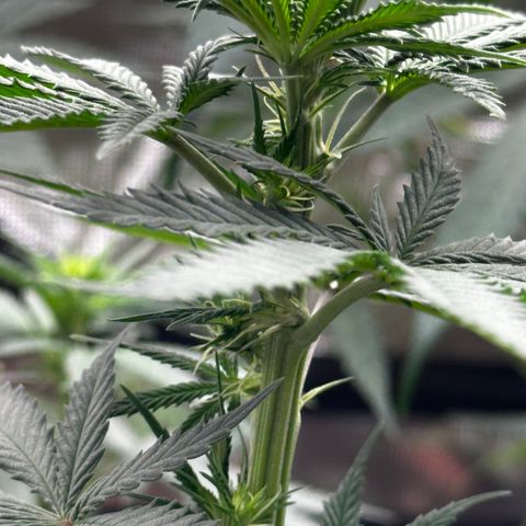 Poochie Love growlog photo: This is one of the best looking one in the tent and she’s been that from seedling I think she’s an autoflower. This seed came out of a med dispo over 5 years ago. Wish I’d kept a cutting 