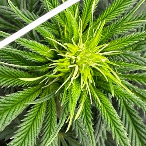 Poochie Love growlog photo: This is one of the best looking one in the tent and she’s been that from seedling I think she’s an autoflower. This seed came out of a med dispo over 5 years ago. Wish I’d kept a cutting 