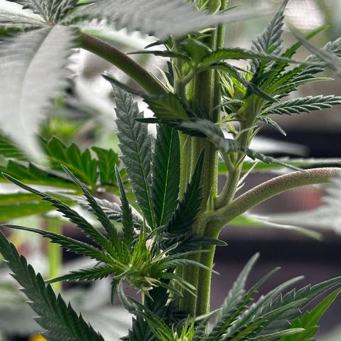 Poochie Love growlog photo: This is one of the best looking one in the tent and she’s been that from seedling I think she’s an autoflower. This seed came out of a med dispo over 5 years ago. Wish I’d kept a cutting 