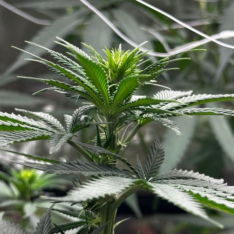 Poochie Love growlog photo: This is one of the best looking one in the tent and she’s been that from seedling I think she’s an autoflower. This seed came out of a med dispo over 5 years ago. Wish I’d kept a cutting 