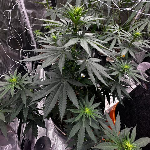 Poochie Love growlog photo: This is one of the best looking one in the tent and she’s been that from seedling I think she’s an autoflower. This seed came out of a med dispo over 5 years ago. Wish I’d kept a cutting 