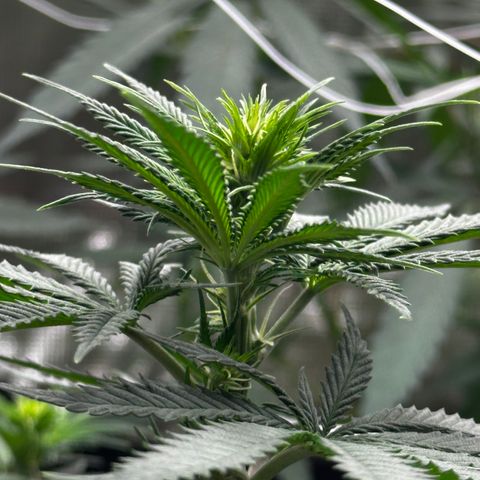 Poochie Love growlog photo: This is one of the best looking one in the tent and she’s been that from seedling I think she’s an autoflower. This seed came out of a med dispo over 5 years ago. Wish I’d kept a cutting 