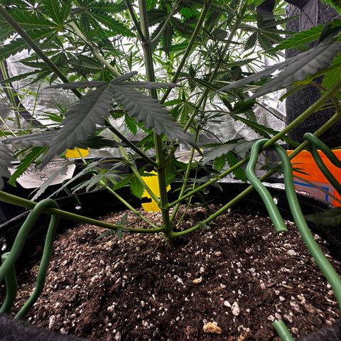 Poochie Love growlog photo: This is one of the best looking one in the tent and she’s been that from seedling I think she’s an autoflower. This seed came out of a med dispo over 5 years ago. Wish I’d kept a cutting 