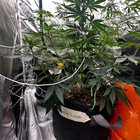Poochie Love growlog photo: This is one of the best looking one in the tent and she’s been that from seedling I think she’s an autoflower. This seed came out of a med dispo over 5 years ago. Wish I’d kept a cutting 