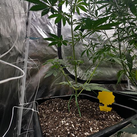 Candylicious growlog timeline photo