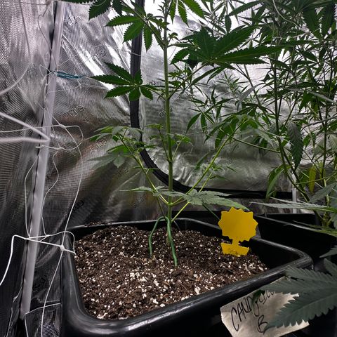 Candylicious growlog timeline photo