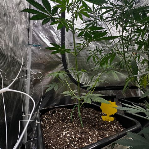 Candylicious growlog timeline photo