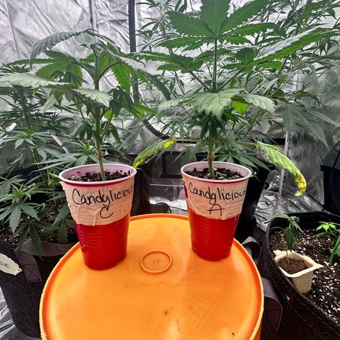 Candylicious growlog timeline photo