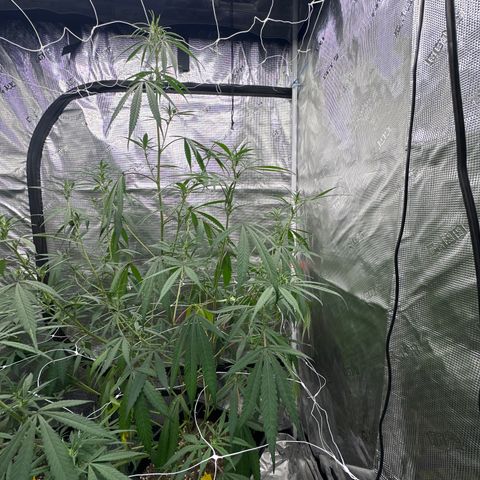 Lemon Jeffery  growlog photo: LJ need some tlc by way of nutrients. I reach out to some pros for advice let’s get her back right. 
