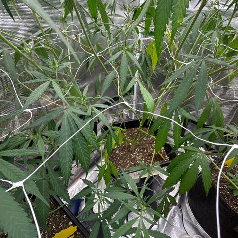 Lemon Jeffery  growlog photo: LJ need some tlc by way of nutrients. I reach out to some pros for advice let’s get her back right. 