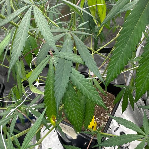 Lemon Jeffery  growlog photo: LJ need some tlc by way of nutrients. I reach out to some pros for advice let’s get her back right. 