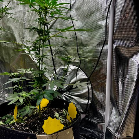 Jack the Ripper #5 growlog timeline photo