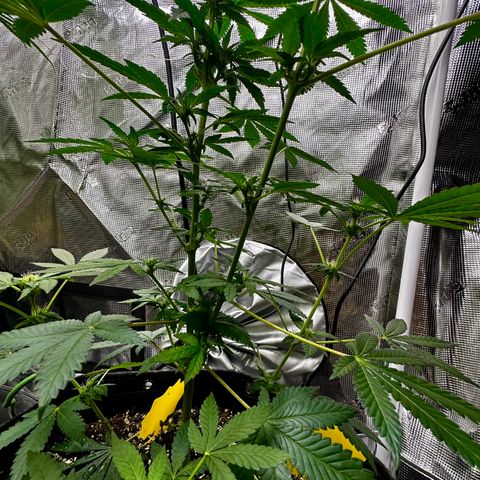Jack the Ripper #5 growlog timeline photo