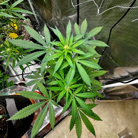 Jack the Ripper #5 growlog timeline photo