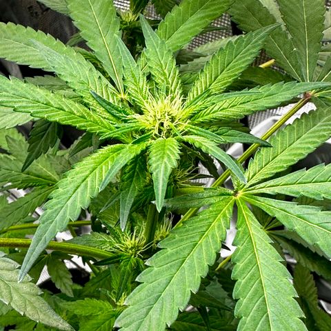 Jack the Ripper #5 growlog timeline photo