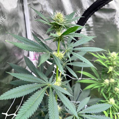 Candylicious growlog timeline photo