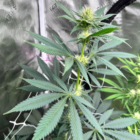 Candylicious growlog timeline photo