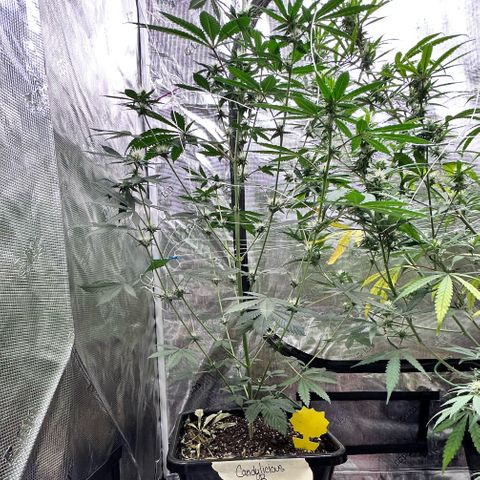 Candylicious growlog timeline photo