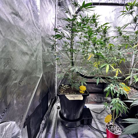 Candylicious growlog timeline photo