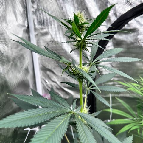 Candylicious growlog timeline photo