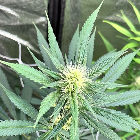 Candylicious growlog timeline photo