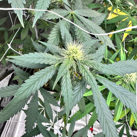 Candylicious growlog timeline photo