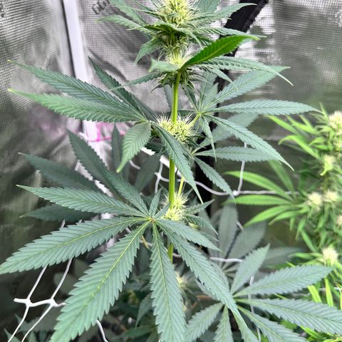 Candylicious growlog timeline photo