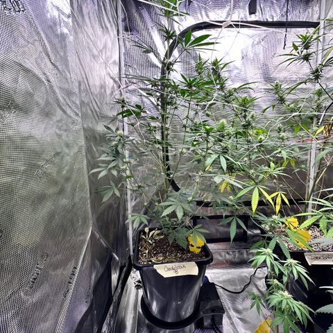 Candylicious growlog timeline photo