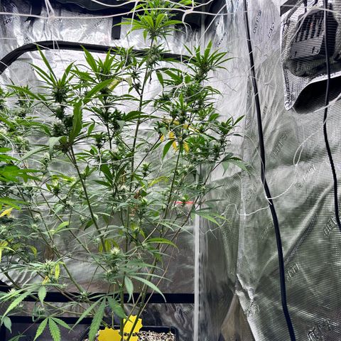 Lemon Jeffery  growlog timeline photo