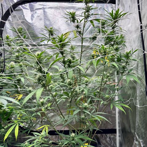 Lemon Jeffery  growlog timeline photo